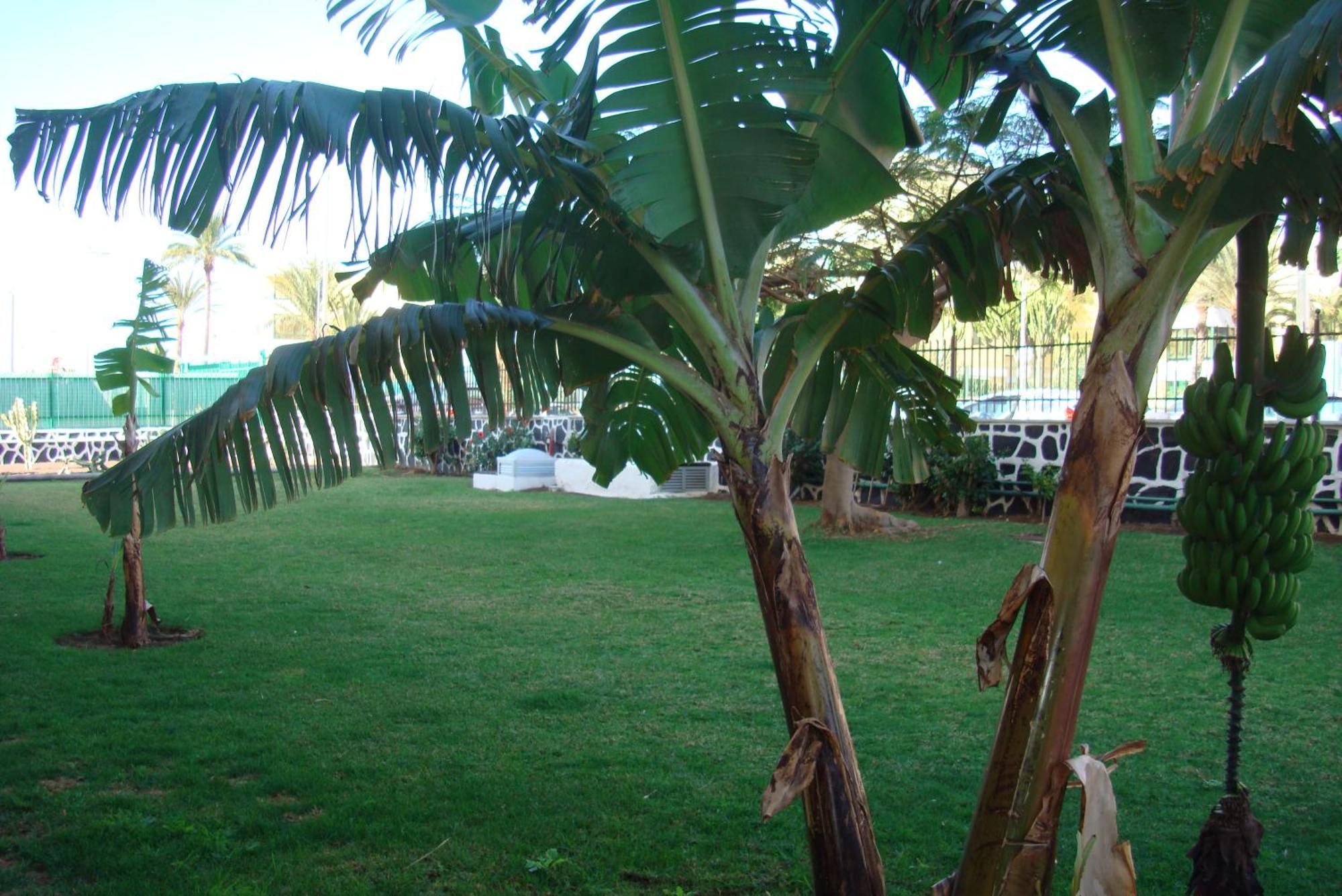 Los Cactus Playa del Inglés Exterior foto